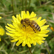 Abeja doméstica