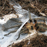 Araña peluda de Recinto