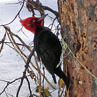 Carpintero Negro