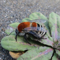 Caupolicana de Collar Rojo