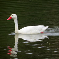 Cisne Coscoroba