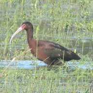 Cuervo del Pantano