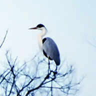 Garza cuca