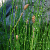 Ñuble Naturaleza » Limpiaplata