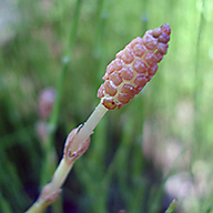 Ñuble Naturaleza » Limpiaplata