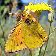 Mariposa Anaranjada