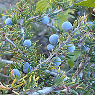 Palo Amarillo