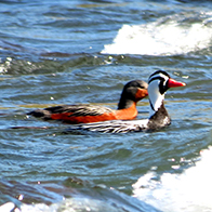 Pato Cortacorrientes