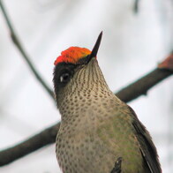 profile
