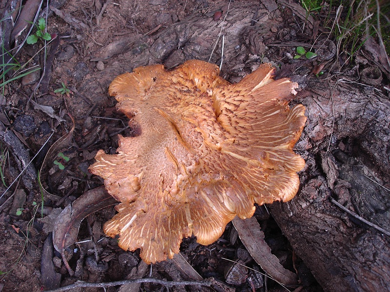 Ñuble Naturaleza » Hongo de los troncos