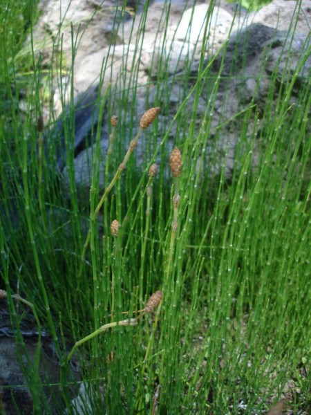 Ortiga - Herboterapia - Limpiaplata ~ Yerba de la plata ~ Equisetum  bogotense . . Esta es una planta de una familia botánica muy antigua, de  estructura simple y de uso medicinal