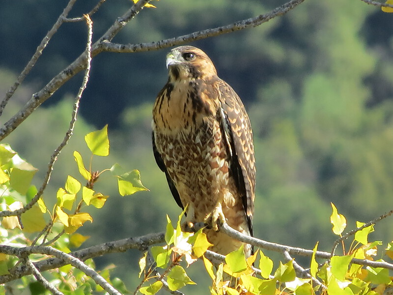 Ñuble Naturaleza Peuco