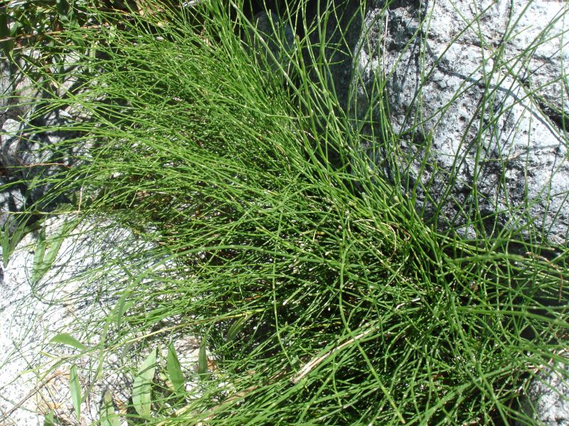 Ortiga - Herboterapia - Limpiaplata ~ Yerba de la plata ~ Equisetum  bogotense . . Esta es una planta de una familia botánica muy antigua, de  estructura simple y de uso medicinal