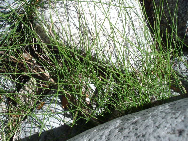 YERBA DE LA PLATA o Planta Medicinal en Chile