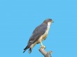 Aguilucho