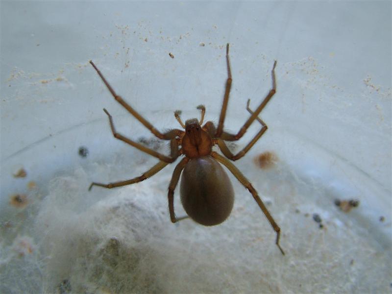 Ñuble Naturaleza Araña De Rincón