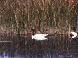 Cisnes en matorraje