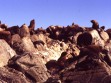 Grupo de lobos