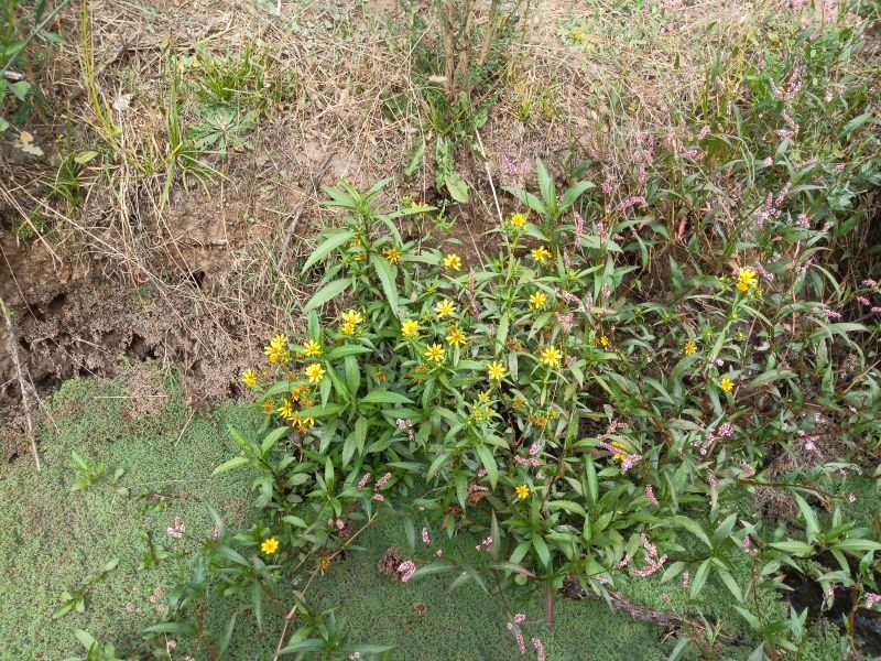 Ñuble Naturaleza » Limpiaplata