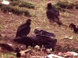 Jotes y Gallinazo alimentandose