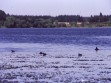 Aves en la laguna