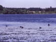 Aves en la laguna