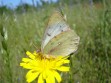 Mariposa Anaranjada Hembra