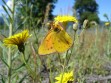 Mariposa Anaranjada Macho