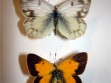 Mariposa Anaranjada